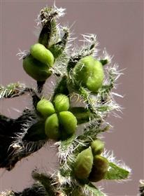  Fruits-2,3,4 drupelets per fruit